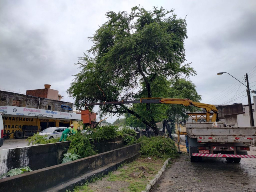 Poda de árvore foi intensificada pela Sudes durante esta semana. Foto: Ascom Sudes